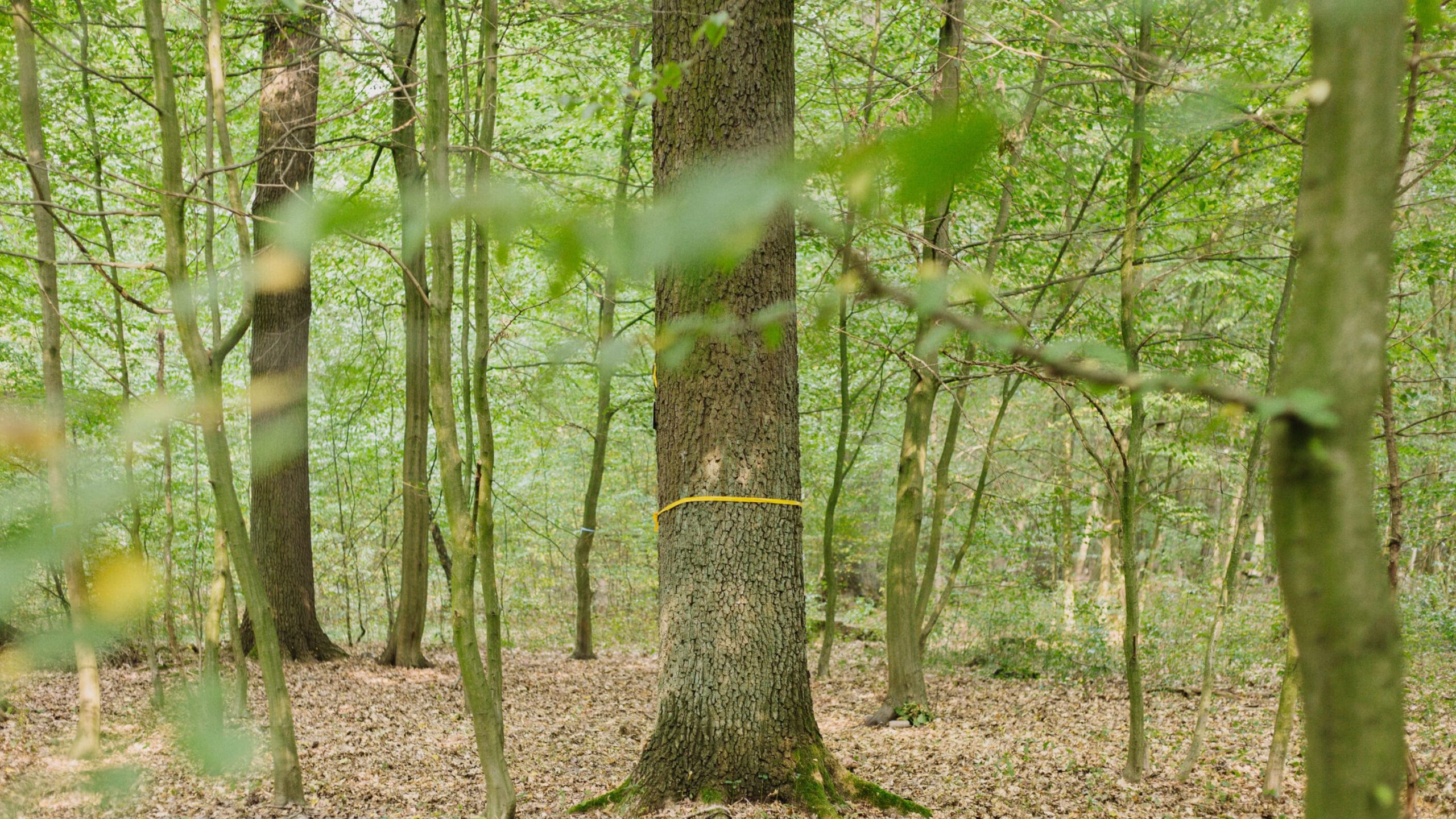 markierter baum ist frei